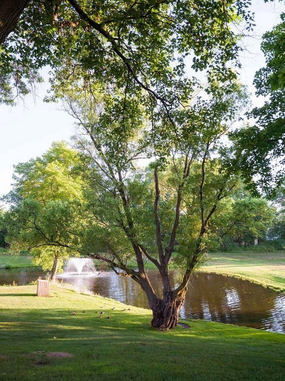 A tree stands in front of a pond in a grassy area.